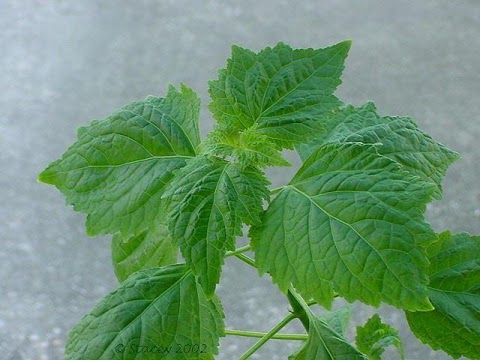 Yeast Infection Home Remedy