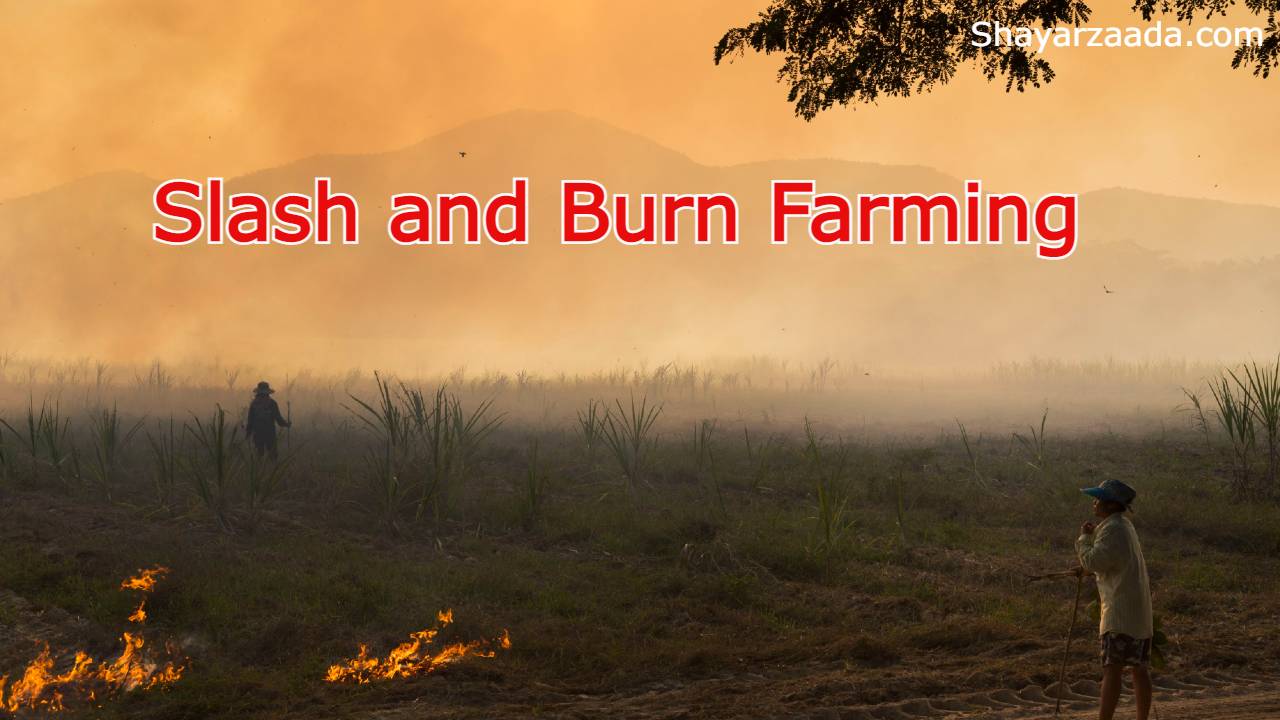 Slash and Burn Farming :-