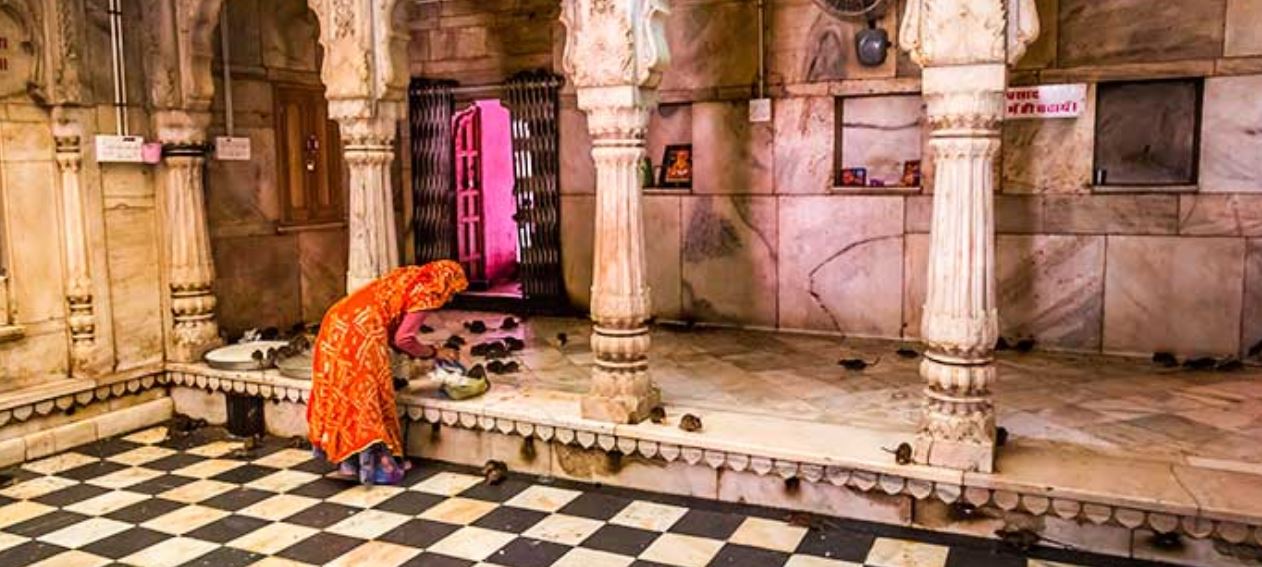 Trip to Rat Temple