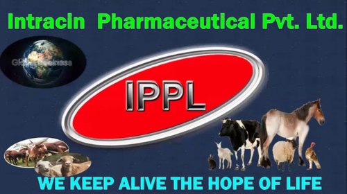 Understand The Need Of Equine Feed Supplements For Mongolia