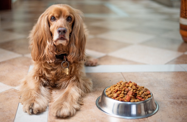 Home-Run Pet Startups That Are Giving Big-Chains a Run for Their Money?