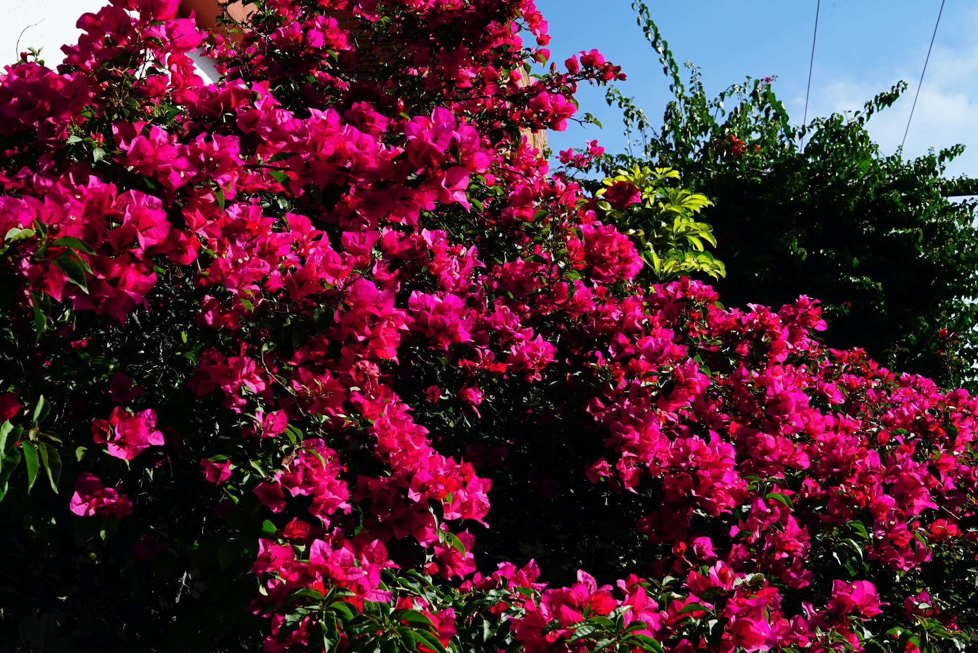 4 Tricks That Make Flowers Last Longer 