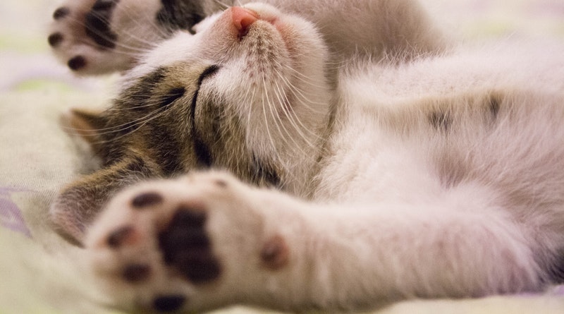 WHAT TO KNOW ABOUT PERSIAN CATS?