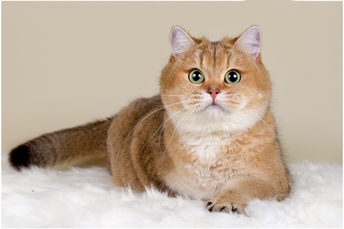 Things That You Should Know About Golden British Shorthair?