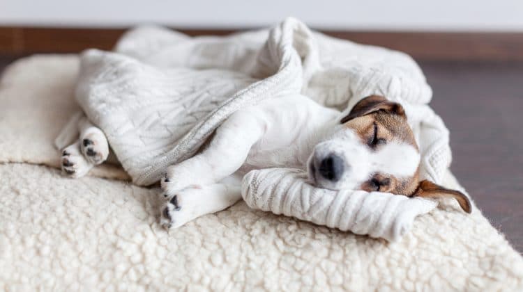 What Is the Healthiest Dog Bed?