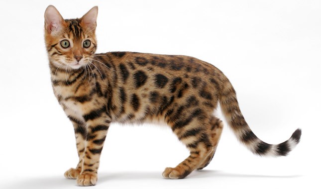 Looking for Bengal Kittens for Sale - Willow Dream Bengals