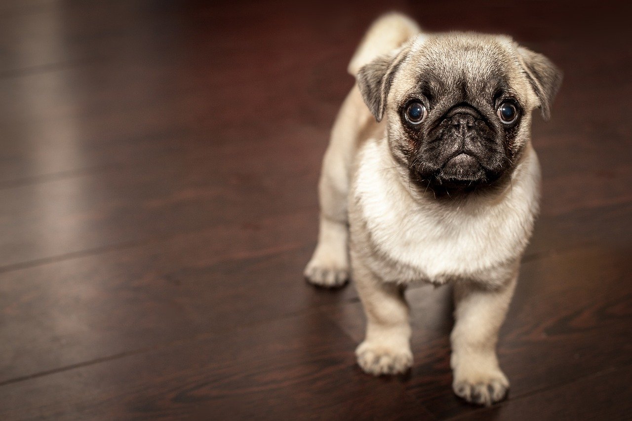 6 Reasons to Adopt a Shelter Dog