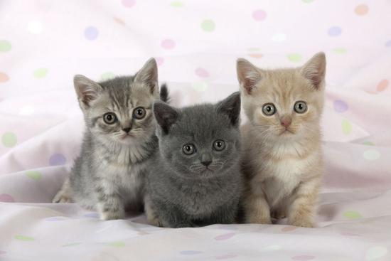 When Are the Facts About British Shorthair Kittens?