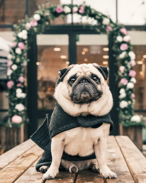 5 of the Best and Coolest Designer Pet Accessories You Must Buy