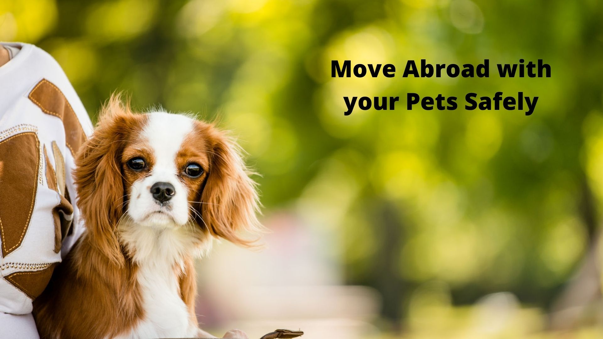Check Out the Most Feasible Tips to Move Abroad With Your Pets Safely