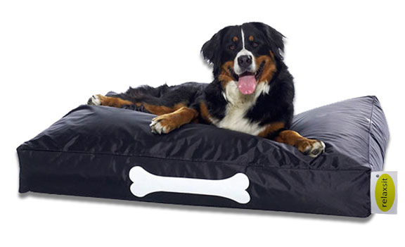 Why You Need to Get Your Pet a Quality Pet Bed