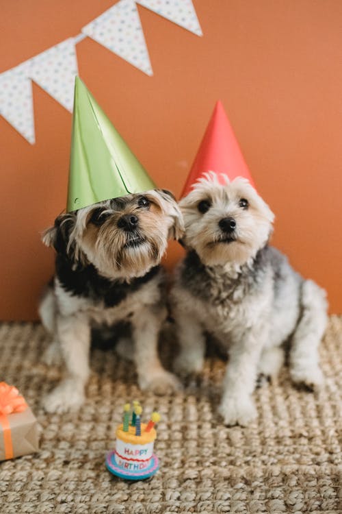 Ideas for Choosing the Best Dog Birthday Cake