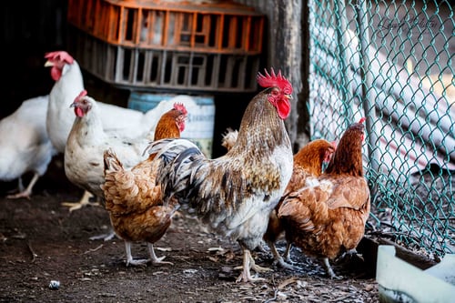 How Do Barnyard of Domesticated Birds Function? 