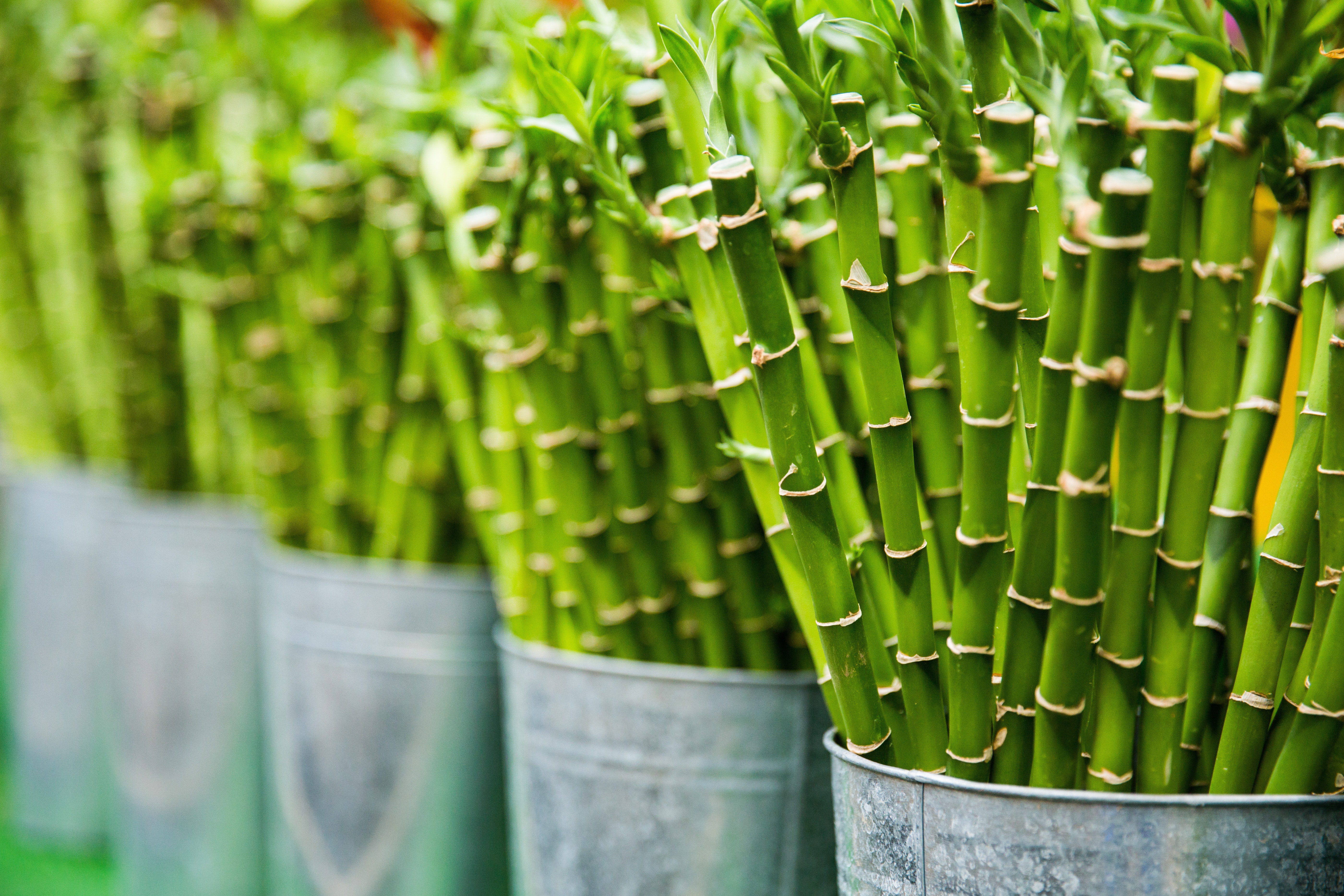 Why Gifting Lucky Bamboo Is Considered Auspicious