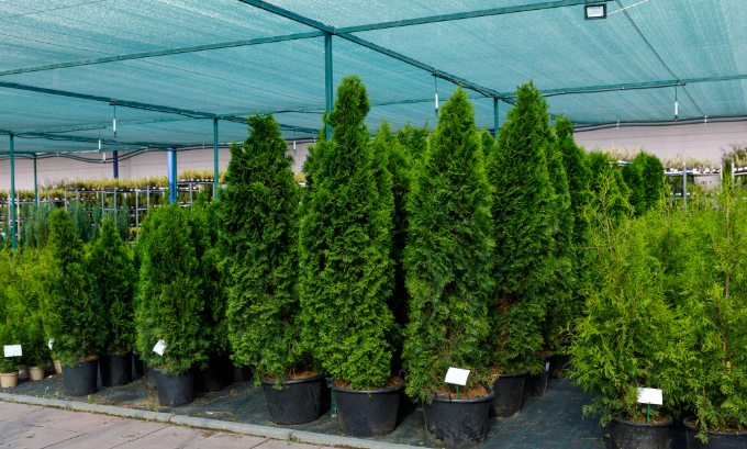 What makes Thuja Emerald Different from Other Plants of the Thuja Species