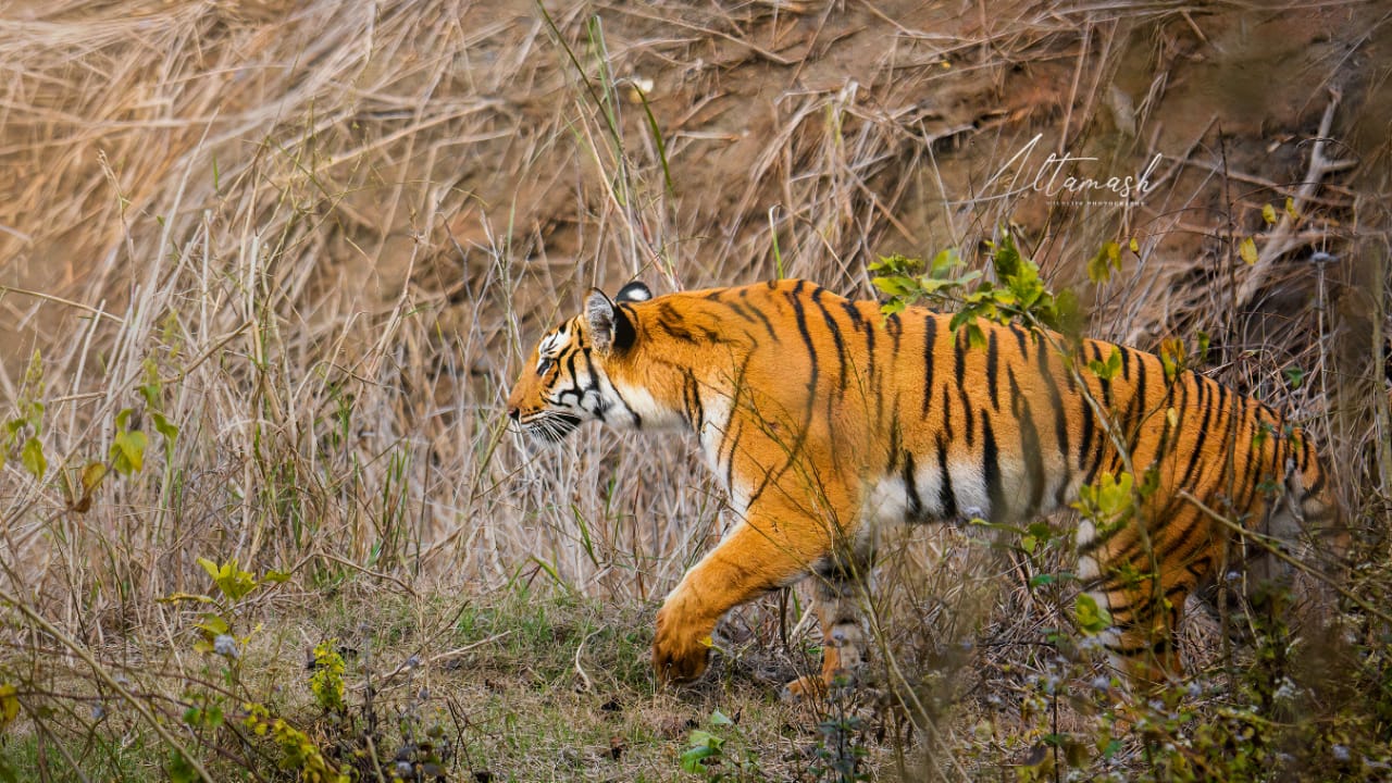 Things To Explore During Your Jim Corbett Trip