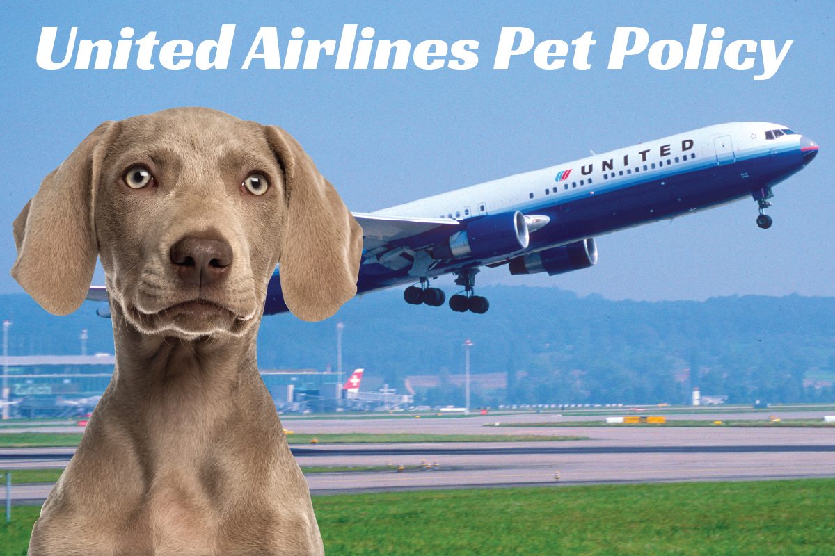 United Airlines Pet Policy - Don�t Leave Fido Home Alone