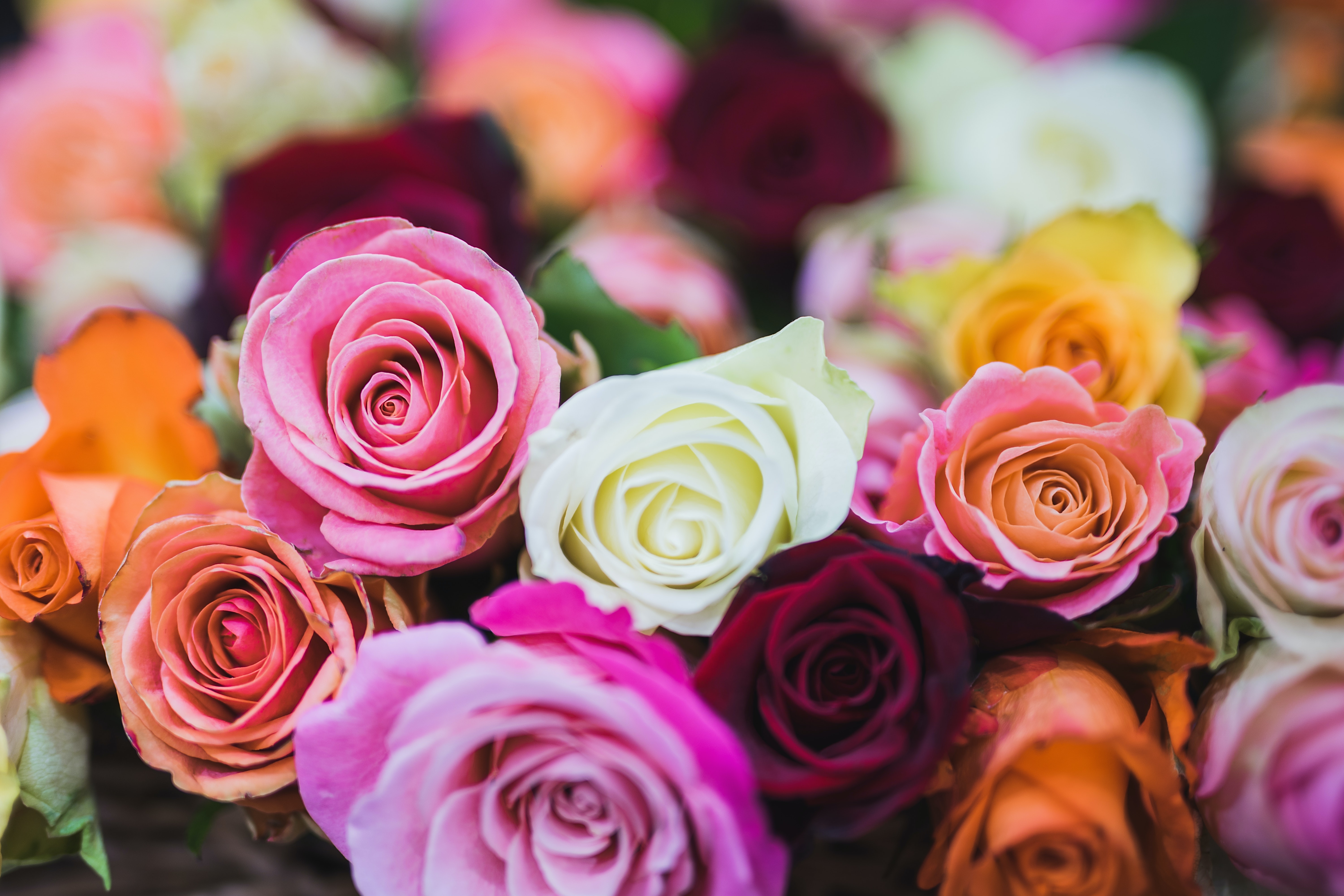 Different Colors of Rose Flowers and Their Meanings