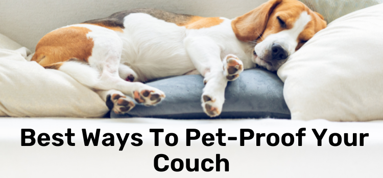 10 Best Ways to Pet-Proof Your Couch