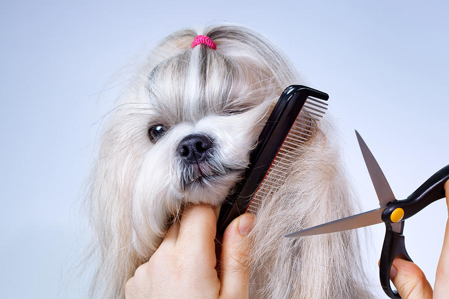 Want Pet Grooming Service at Your Home? Contact Us Today! 