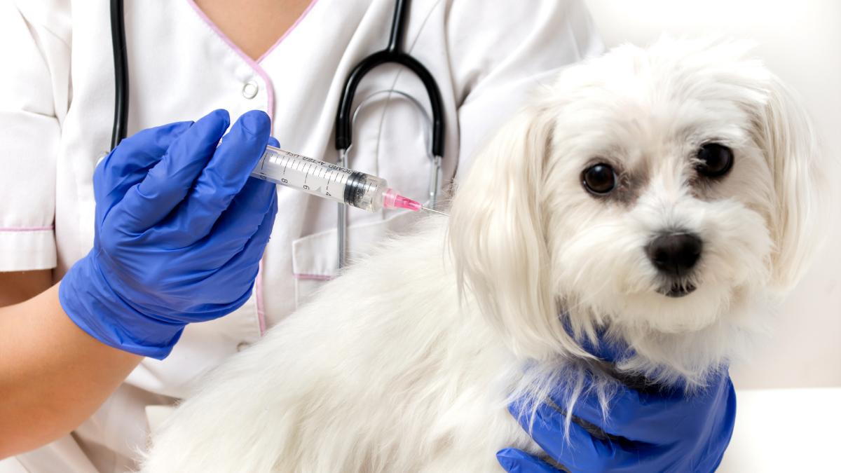 Why You Should Vaccinate Your Pets for Best Pet Care 
