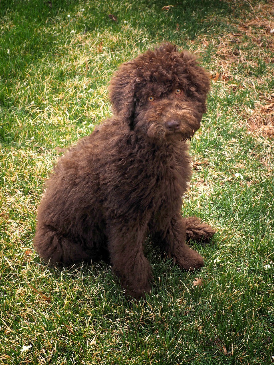 What to Know When You�re Looking for a Mini Labradoodle Puppy