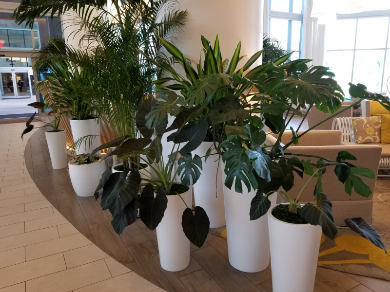 Things to Know When Buying Decorative Office Plants