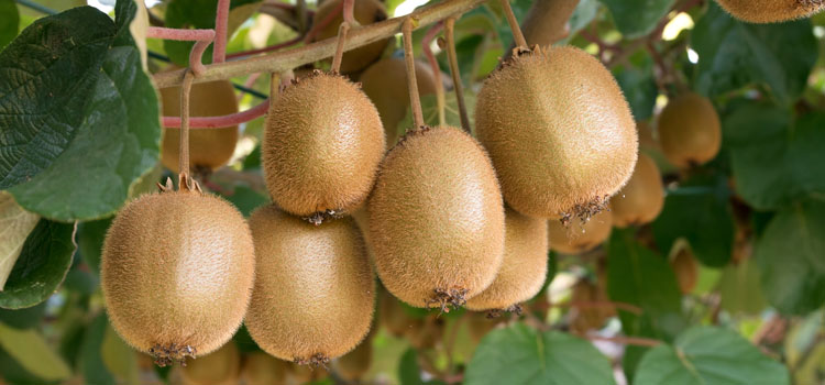 Kiwi Cultivation Guide ? the Science Behind an Exotic Fruit