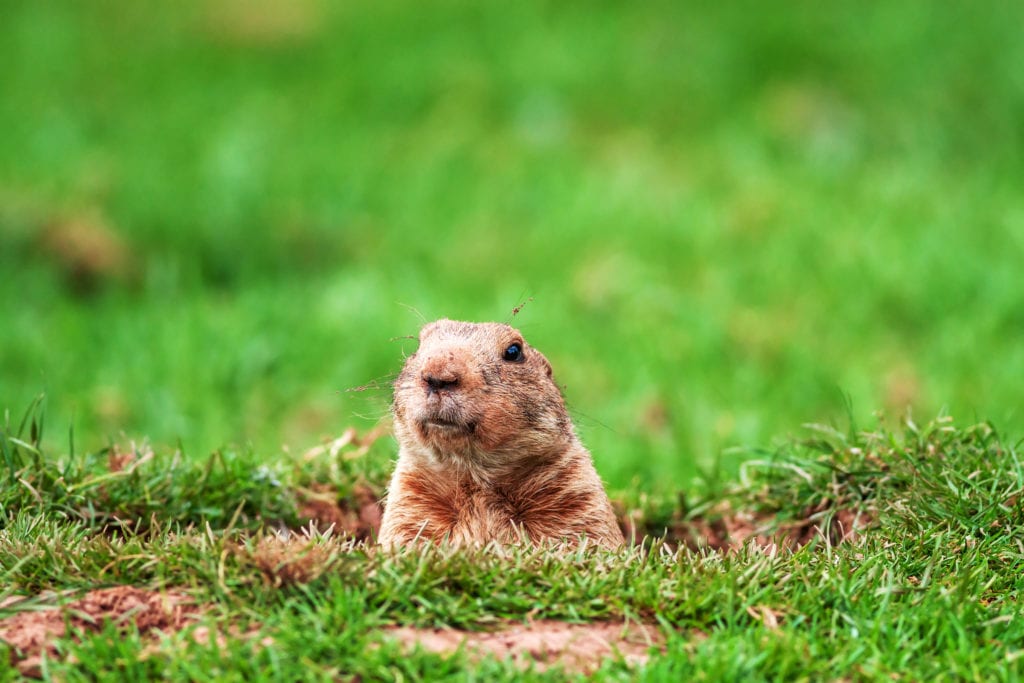 Best Ways to Get Rid of Gophers in Your Yard