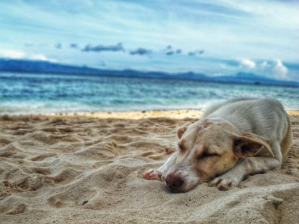 6 Places You Can Bring Your Pet on Vacation With You