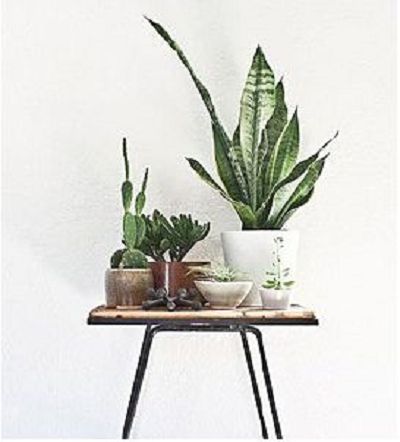 Perfect Second Marriage, Chief Wife Becomes an Instant Hit