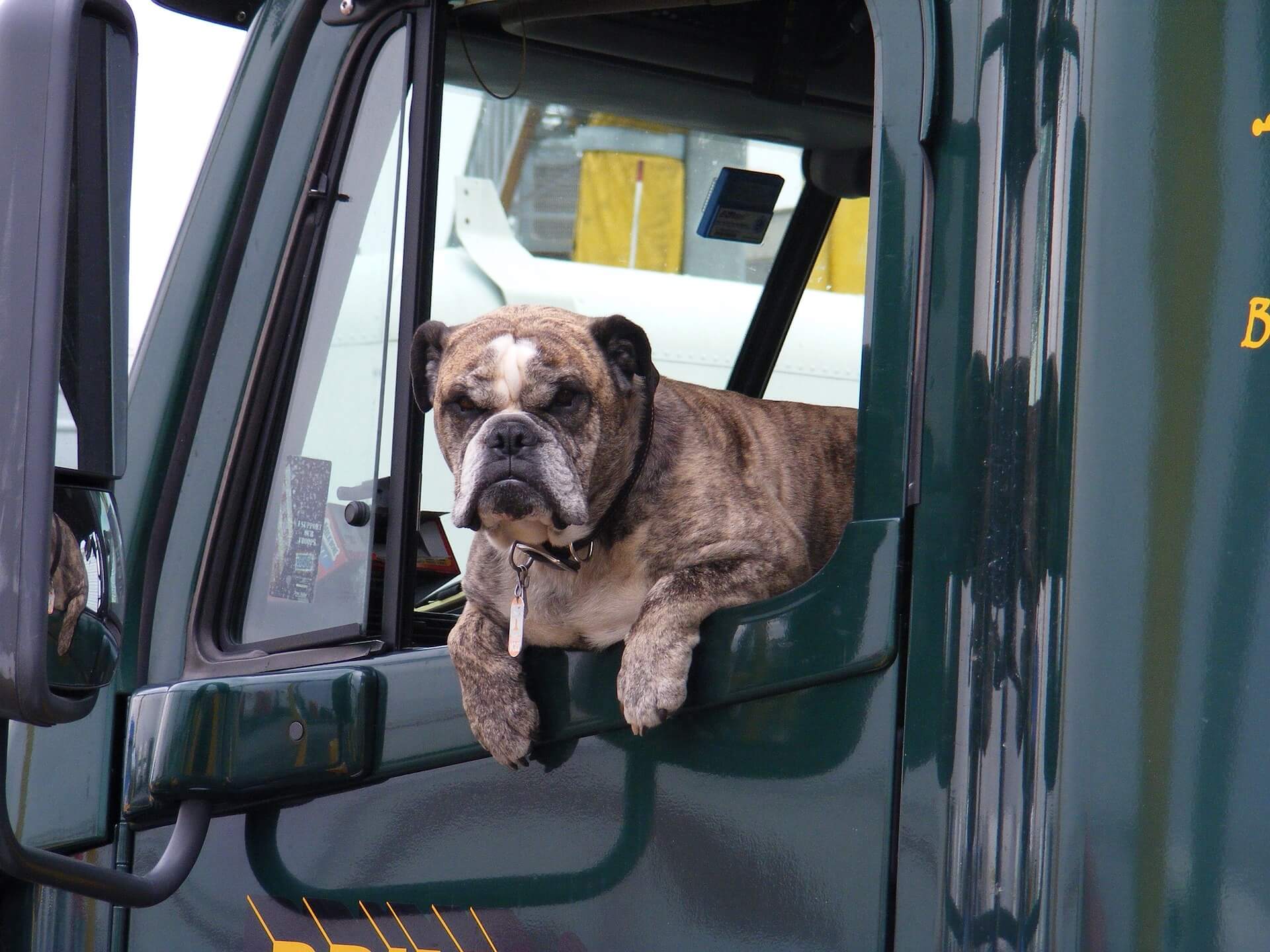 Tips to Follow When Trucking With Pets