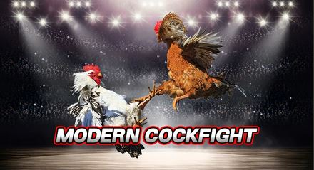 World of Cockfighting Online Betting