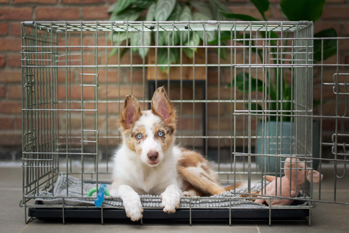 Benefits of Dog Kennel