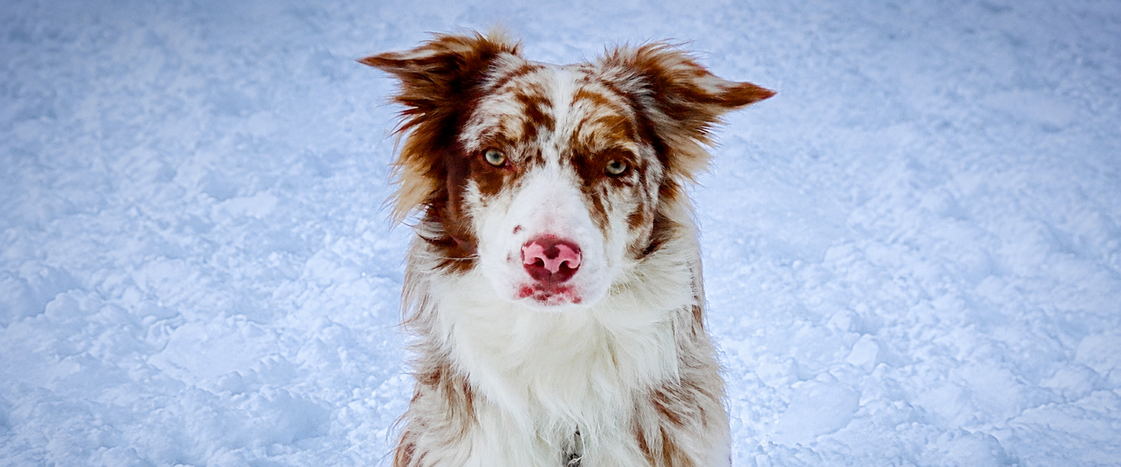 How Bordoodle Breeders Structure Puppy Waitlists And Selection Cycles?